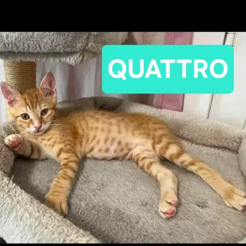 Quattro Et Cinque