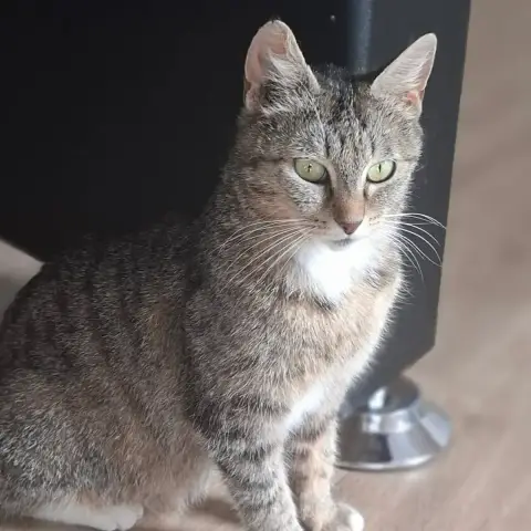 Mimi