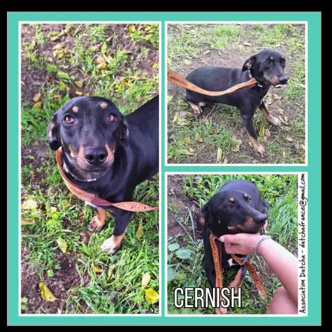Cernish