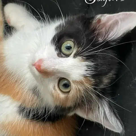 Sayuri