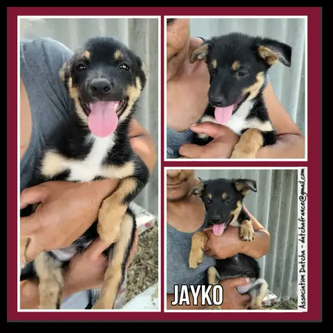 Jayko
