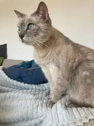 Simba photo 2