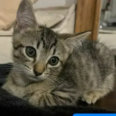 Berlioz photo 2