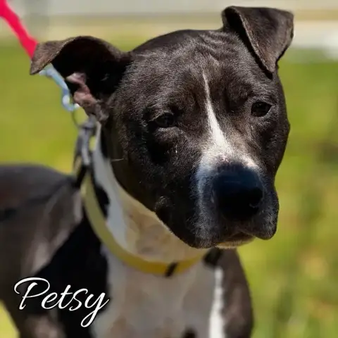 Petsy