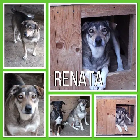 Renata
