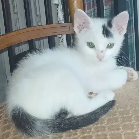 Léon