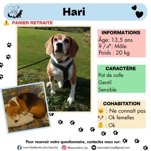 Hari