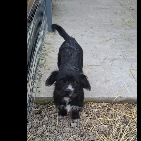 Benji