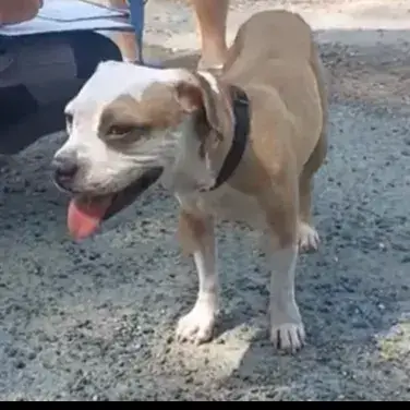 Nalya