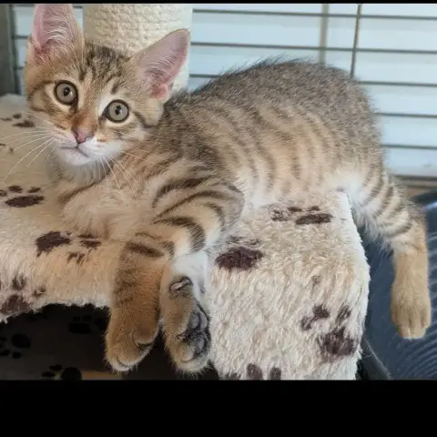 Bijou