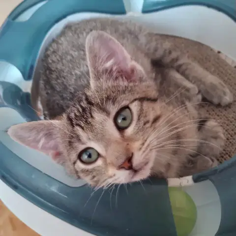 Beignet
