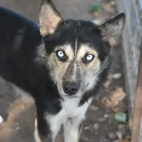 Nanook photo 2