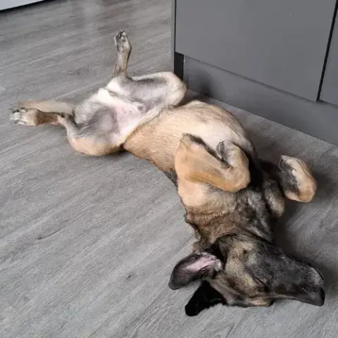 Ursu