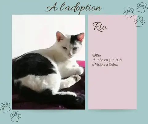 Rio
