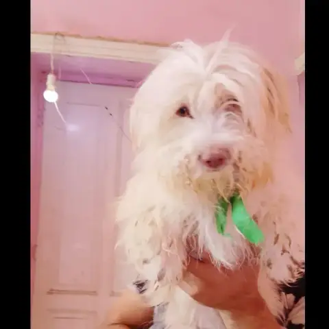 Elsa