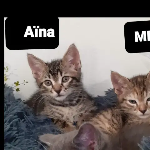 Aina photo 3