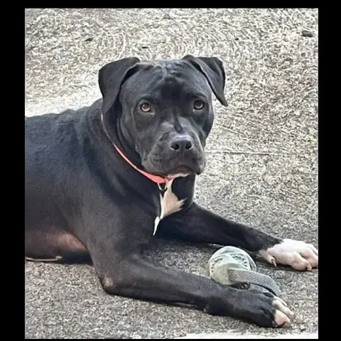Xena