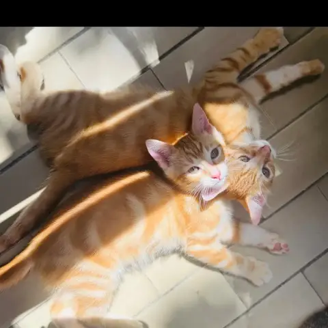 Garfield photo 2