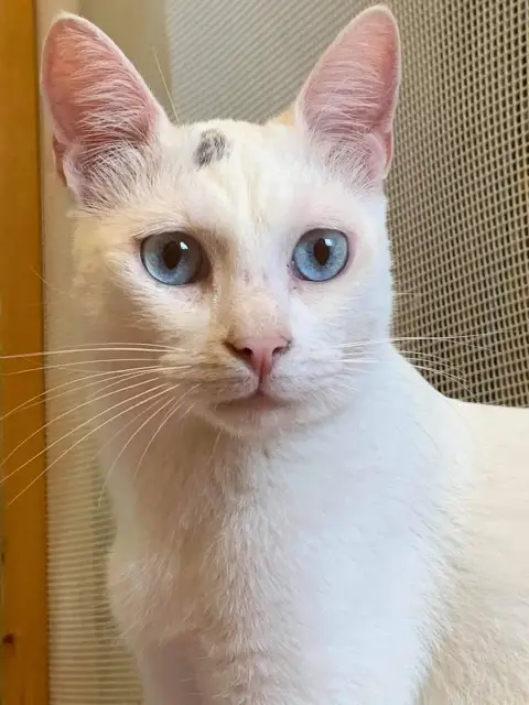 Roméo