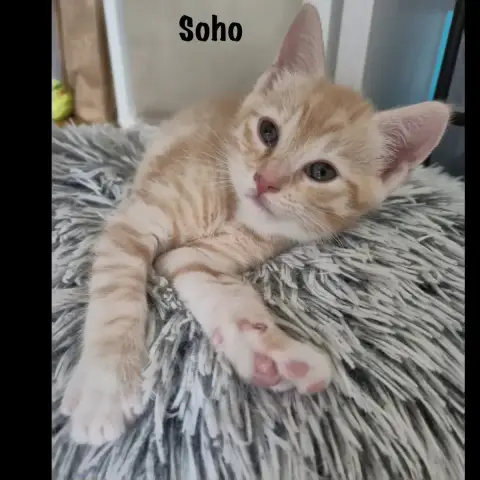 Soho