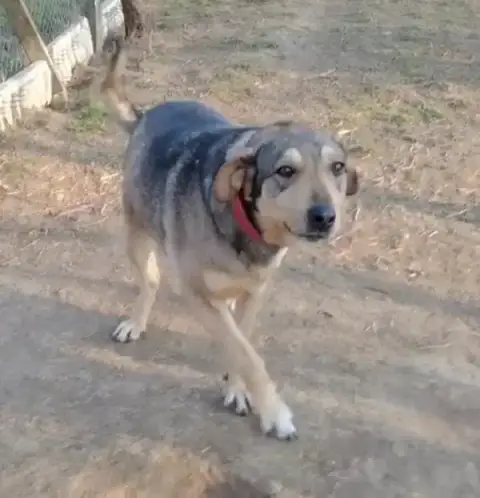 Stella