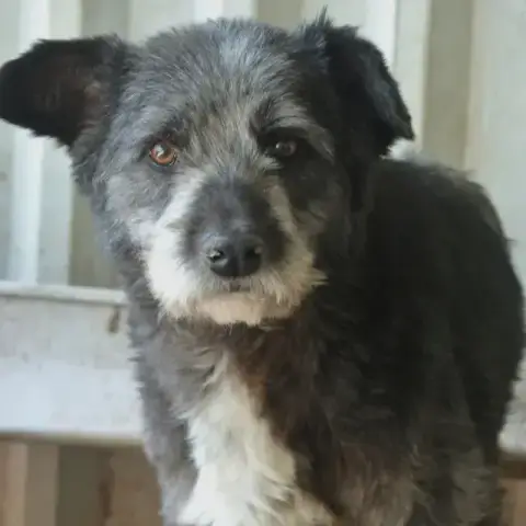 Scruffy