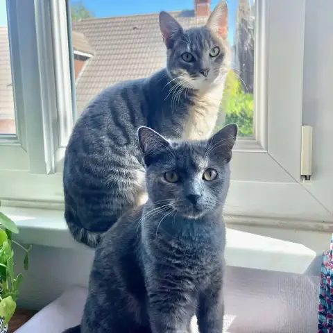 Pebbles Et Shadow
