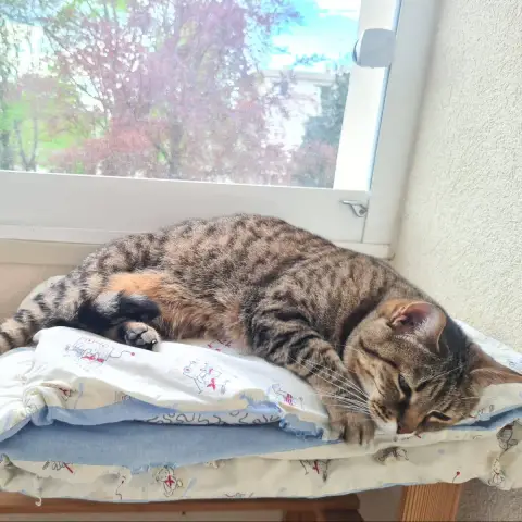 Pepette photo 3