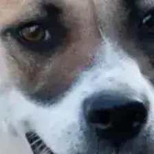 Bambie