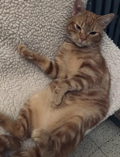 Samba