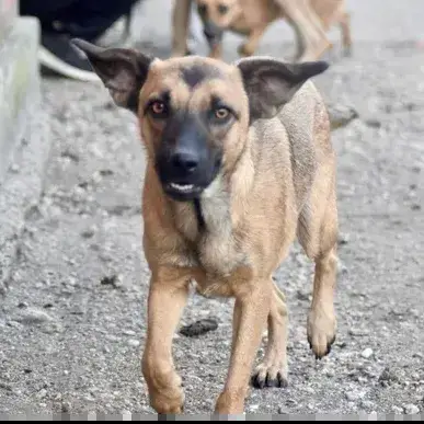 Baya