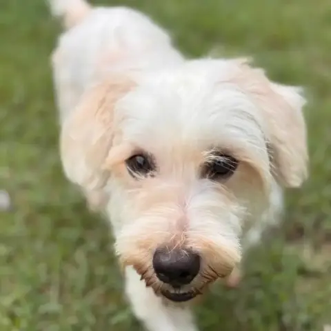 ✨️ Imsida ✨️ 🐶 photo 3