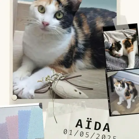 Aida photo 3