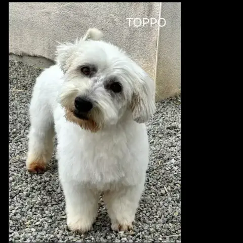 Toppo photo 3