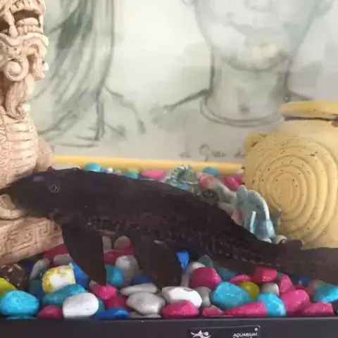 Yoda