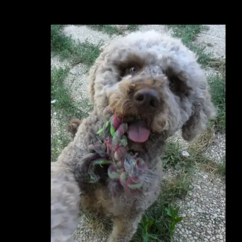 Vasko photo 2