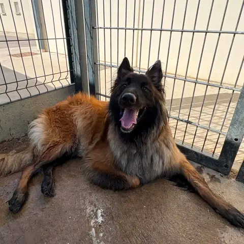 Saphir
