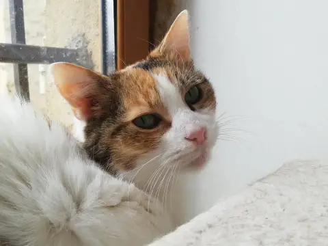 Nounouche