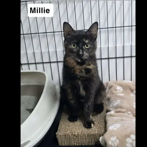 Millie