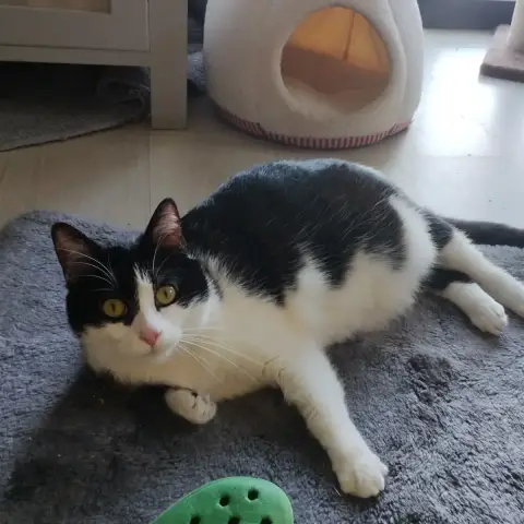 Oreo