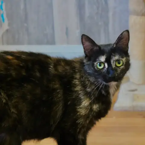 Coco