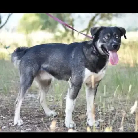 Koda photo 2