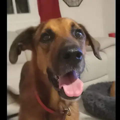 Izia