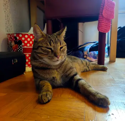 Simba photo 2