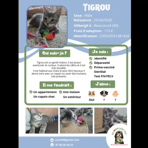 Tigrou