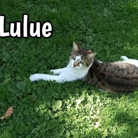 Lulue photo 3