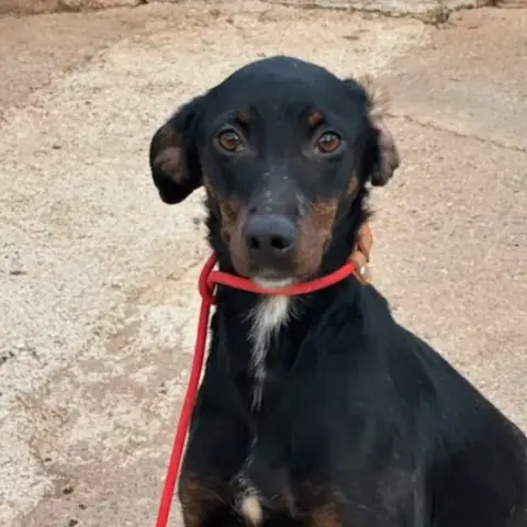 Pimienta