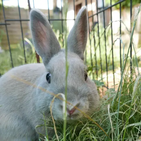 Dragibus