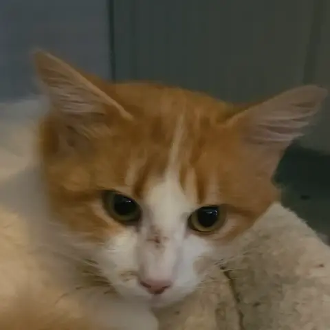 Pepito