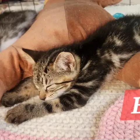 Baya